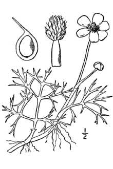 <i>Ranunculus delphiniifolius</i> Torr. ex Eaton