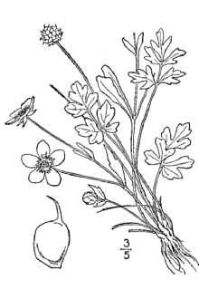 <i>Ranunculus fascicularis</i> Muhl. ex Bigelow var. typicus L.D. Benson