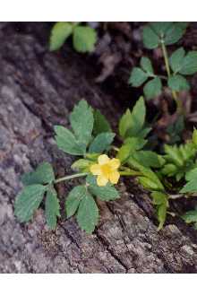 <i>Ranunculus fascicularis</i> Muhl. ex Bigelow var. apricus (Greene) Fernald