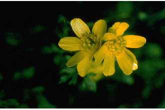 <i>Ranunculus fascicularis</i> Muhl. ex Bigelow var. apricus (Greene) Fernald