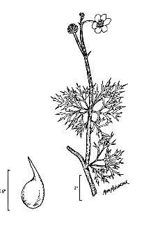 <i>Ranunculus delphiniifolius</i> Torr. ex Eaton