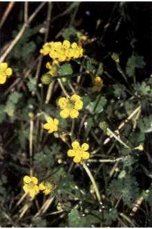 <i>Ranunculus gmelinii</i> DC. var. hookeri (D. Don) L.D. Benson