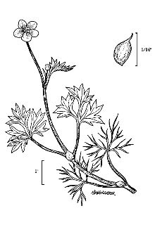 <i>Ranunculus gmelinii</i> DC. var. limosus (Nutt.) H. Hara