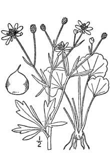<i>Ranunculus harveyi</i> (A. Gray) Britton var. pilosus Benke