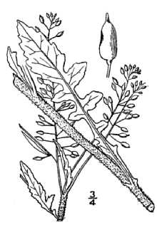 <i>Rorippa palustris</i> (L.) Besser var. hispida (Desv.) Rydb.