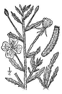 <i>Raimannia humifusa</i> (Nutt.) Rose