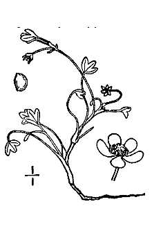 <i>Ranunculus natans</i> C.A. Mey. var. intertextus (Greene) L.D. Benson