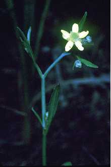 <i>Ranunculus flammula</i> L. var. laxicaulis Torr. & A. Gray