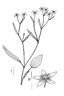 <i>Ranunculus flammula</i> L. var. laxicaulis Torr. & A. Gray