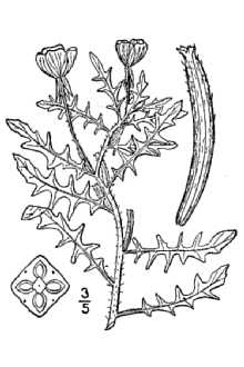 <i>Raimannia laciniata</i> (Hill) Rose