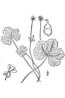 <i>Coptidium lapponicum</i> (L.) Gandog.