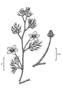 <i>Ranunculus aquatilis</i> L. var. diffusus With. p.p.