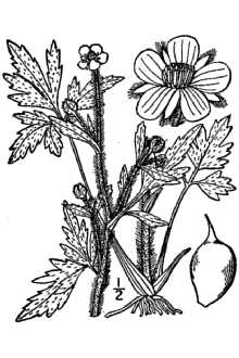 <i>Ranunculus macounii</i> Britton var. oreganus (A. Gray) Davis