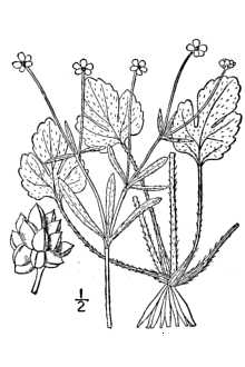 <i>Ranunculus micranthus</i> Nutt. var. cymbalistes (Greene) Fernald