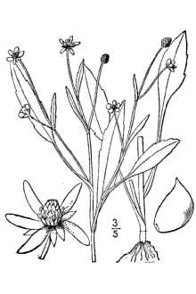 <i>Ranunculus pusillus</i> Poir. var. lindheimeri (Engelm.) A. Gray