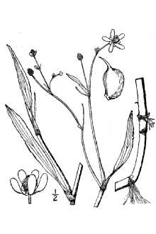 <i>Ranunculus obtusiusculus</i> Raf.