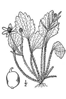 <i>Ranunculus ovalis</i> Raf.