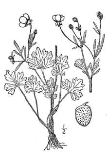 <i>Ranunculus parvulus</i> L.