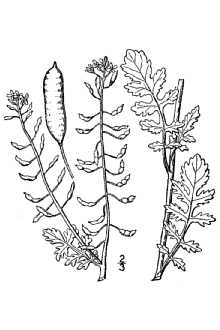 <i>Rorippa palustris</i> (L.) Besser var. reptabunda (Fernald) R. Stuckey