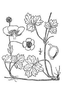 <i>Ranunculus repens</i> L. var. linearilobus DC.