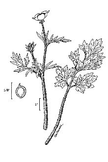 <i>Ranunculus repens</i> L. var. villosus Lamotte