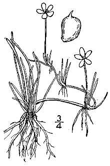 <i>Ranunculus filiformis</i> Michx.