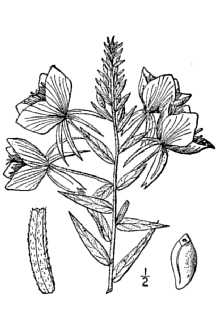 <i>Oenothera heterophylla</i> Spach var. rhombipetala (Nutt. ex Torr. & A. Gray) Fosberg