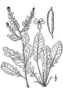<i>Radicula sessiliflora</i> (Nutt.) Greene