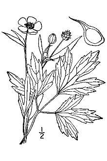 <i>Ranunculus septentrionalis</i> Poir. var. pterocarpus L.D. Benson