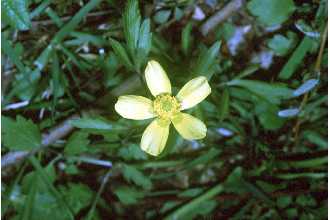 <i>Ranunculus septentrionalis</i> Poir. var. nitidus (Chapm.) Chapm.