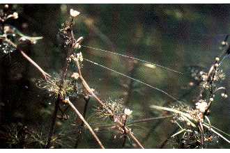 <i>Ranunculus aquatilis</i> L. var. longirostris (Godr.) G. Lawson