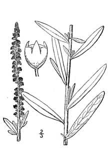 <i>Reseda luteola</i> L. ssp. gussonei (Boiss. & Reut.) Nyman