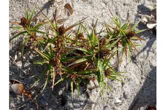 <i>Cyperus pedunculatus</i> (R. Br.) J. Kern