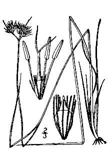 <i>Rhynchospora luquillensis</i> Britton