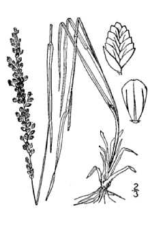 <i>Rhombolytrum albescens</i> (Vasey) Nash