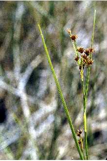 <i>Rhynchospora glomerata</i> (L.) Vahl var. capitellata (Michx.) Kük.