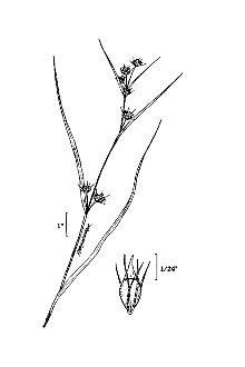 <i>Rhynchospora glomerata</i> (L.) Vahl var. minor Britton