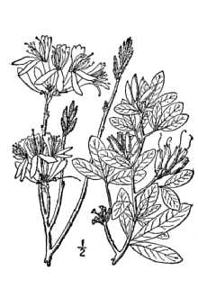 <i>Azalea canadensis</i> (L.) Kuntze