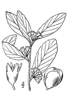 <i>Rhamnus caroliniana</i> Walter var. mollis Fernald