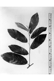 <i>Rhamnus caroliniana</i> Walter var. mollis Fernald