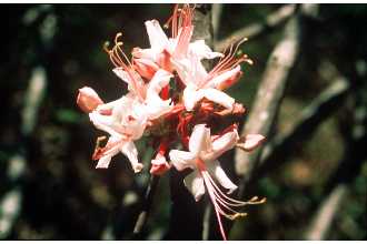 <i>Rhododendron canescens</i> (Michx.) Sweet var. subglabrum Rehder
