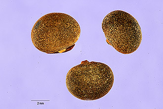 <i>Glycine caribaea</i> Jacq.