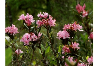 <i>Rhododendron minus</i> Michx. var. chapmanii (Alph. wood) Gandhi & Zarucchi