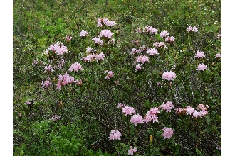 Chapman's Rhododendron