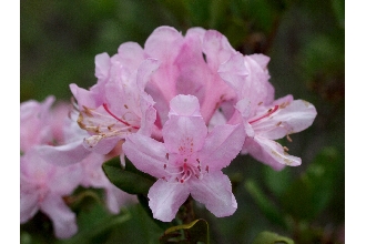 <i>Rhododendron minus</i> Michx. var. chapmanii (A. Gray) Duncan & Pullen, nom. inval.