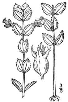 <i>Rhexia ciliosa</i> Michx.