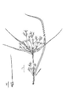 <i>Rhynchospora corniculata</i> (Lam.) A. Gray var. interior Fernald