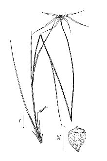 <i>Rhynchospora stellata</i> (Lam.) Griseb.