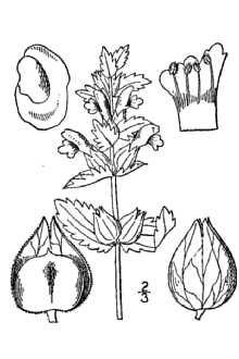 <i>Rhinanthus crista-galli</i> L. p.p.