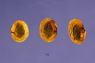 <i>Rhinanthus borealis</i> (Sterneck) Druce ssp. kyrolliae (Chabert) Pennell